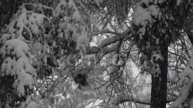 冬<strong>天降</strong>下大雪时，把树枝收起来